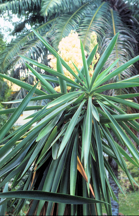 Seychellen 1999-038.jpg